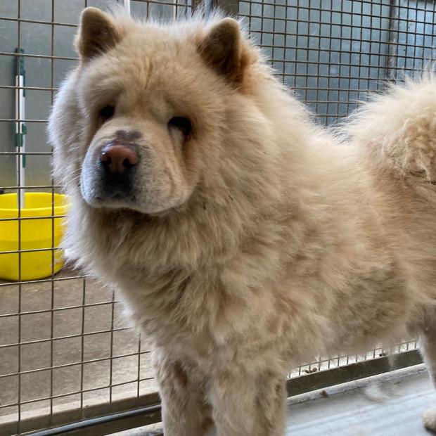 South Wales Argus: Cooper - four years old, male, Chow Chow. Cooper is a very handsome boy who has come from a breeder. He is a very sweet boy but he is quite confused at the moment and doesn't know what he should be doing or who he should trust. He was happy to let us
